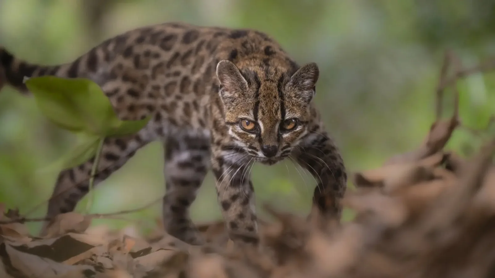 Pesquisador brasileiro identifica nova espécie de felino na Bolívia