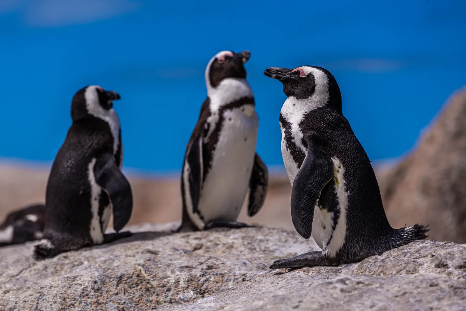 Estudo identifica nova espécie de pinguim-gentoo nas Ilhas Kerguelen
