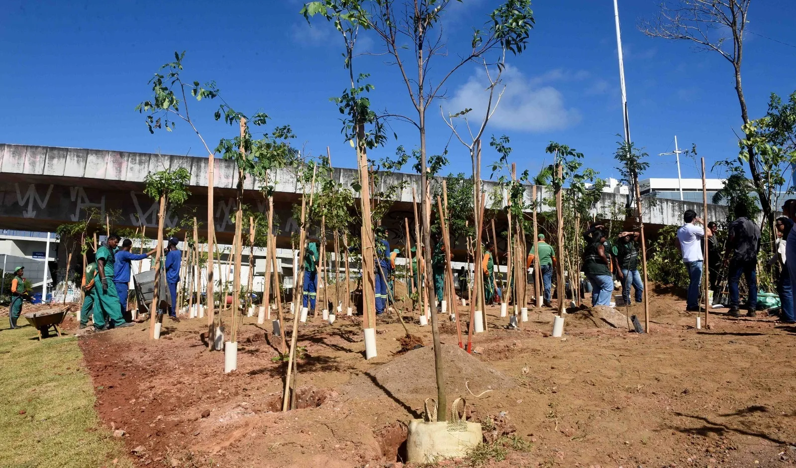 Salvador planta 3,6 mil árvores em microfloresta na Avenida Antônio Carlos Magalhães