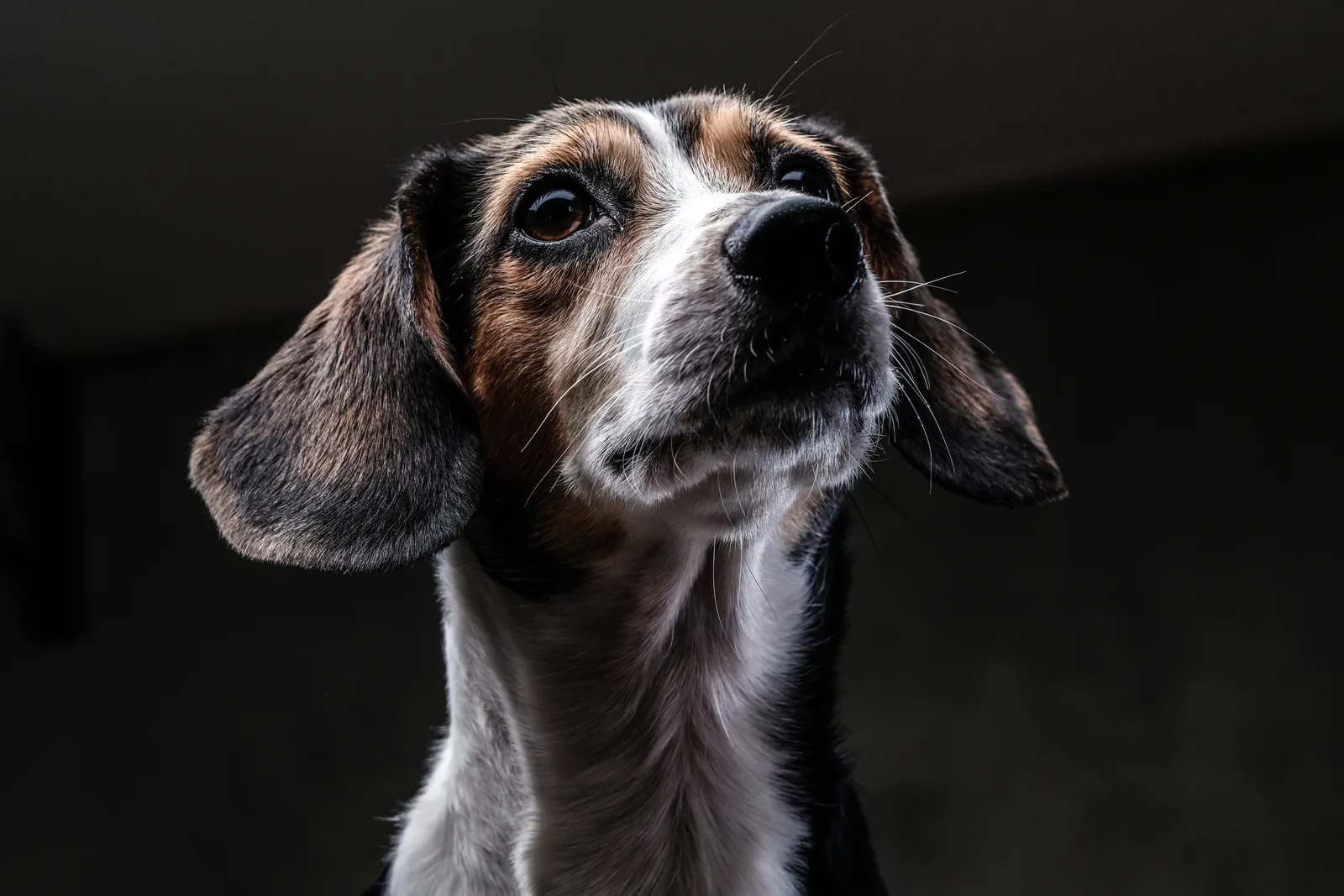 Sinais de envelhecimento mudam rotina e cuidados com cães idosos