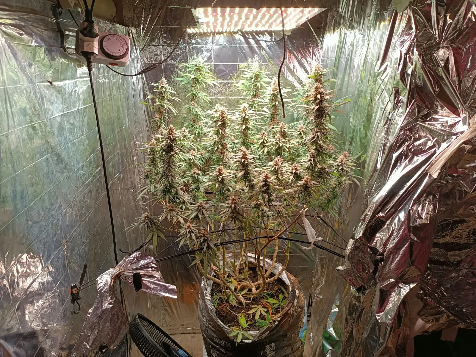 Polícia Civil apreende materiais em estufa de maconha em Porto Seguro