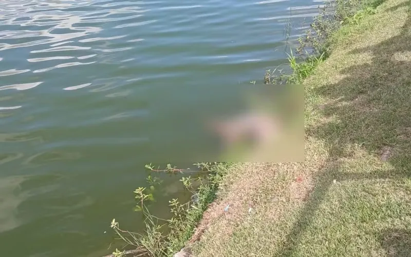 Jacaré-papo-amarelo é retirado morto de lagoa em Feira de Santana