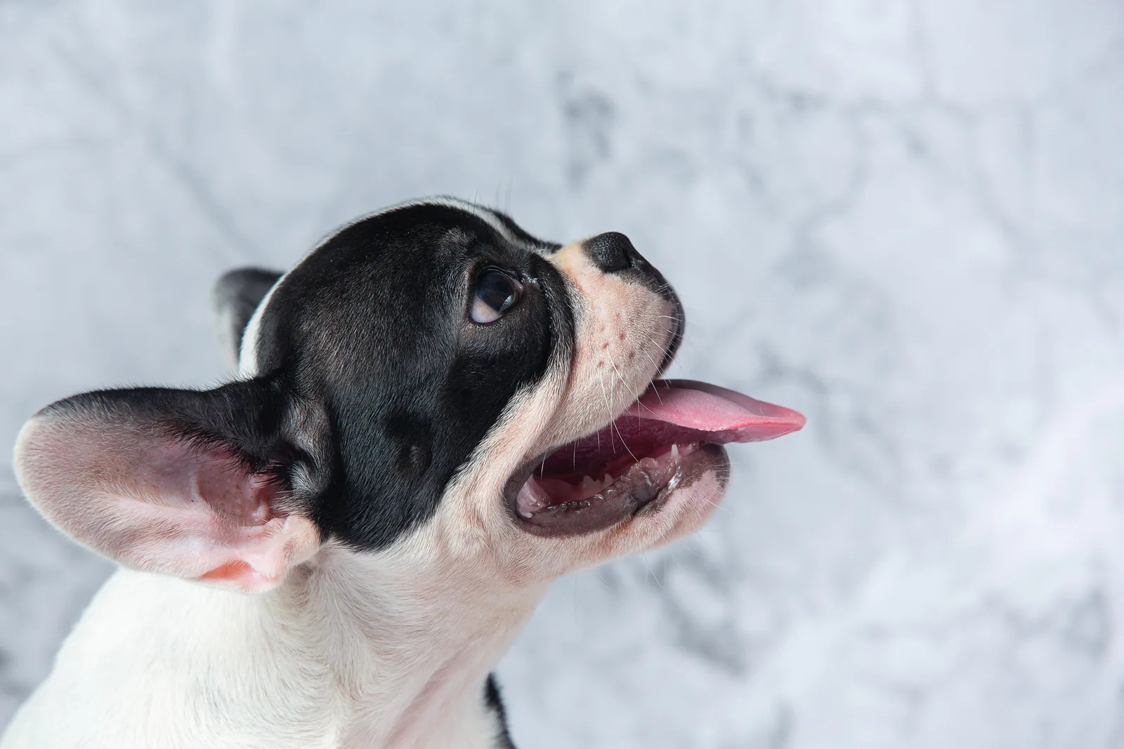 Mau hálito em cães pode indicar problemas de saúde bucal