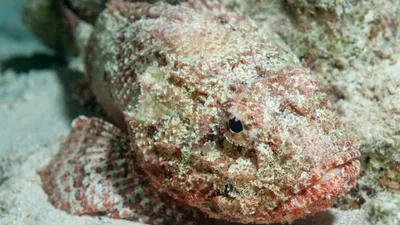 Niquim se camufla em águas rasas e pode causar ferimentos