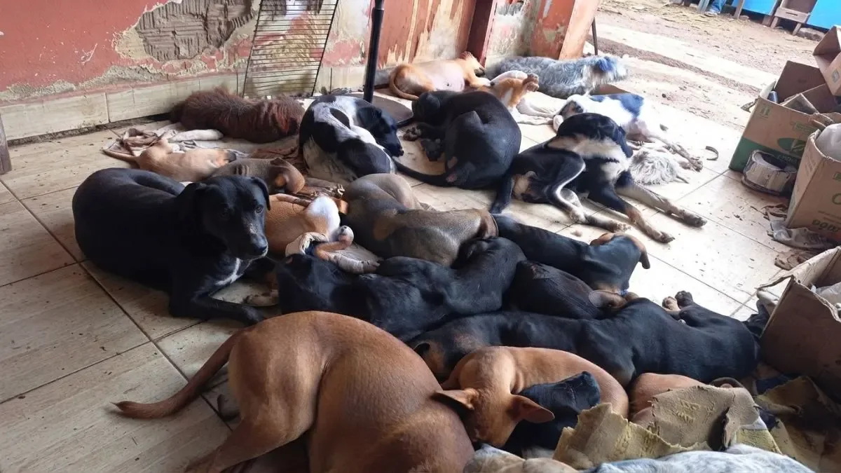 Abrigo em Goiânia busca recursos para transferir quase 250 animais