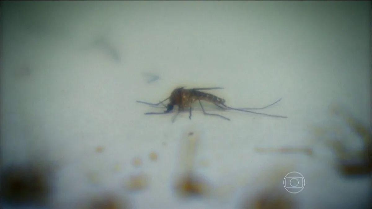 SC decreta emergência em saúde para combater casos de dengue e reformar hospitais em situação precária; FOTOS