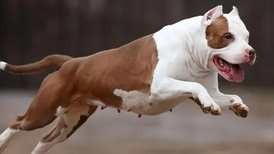 Aposentado é mordido por pitbull durante passeio em praia de Salvador