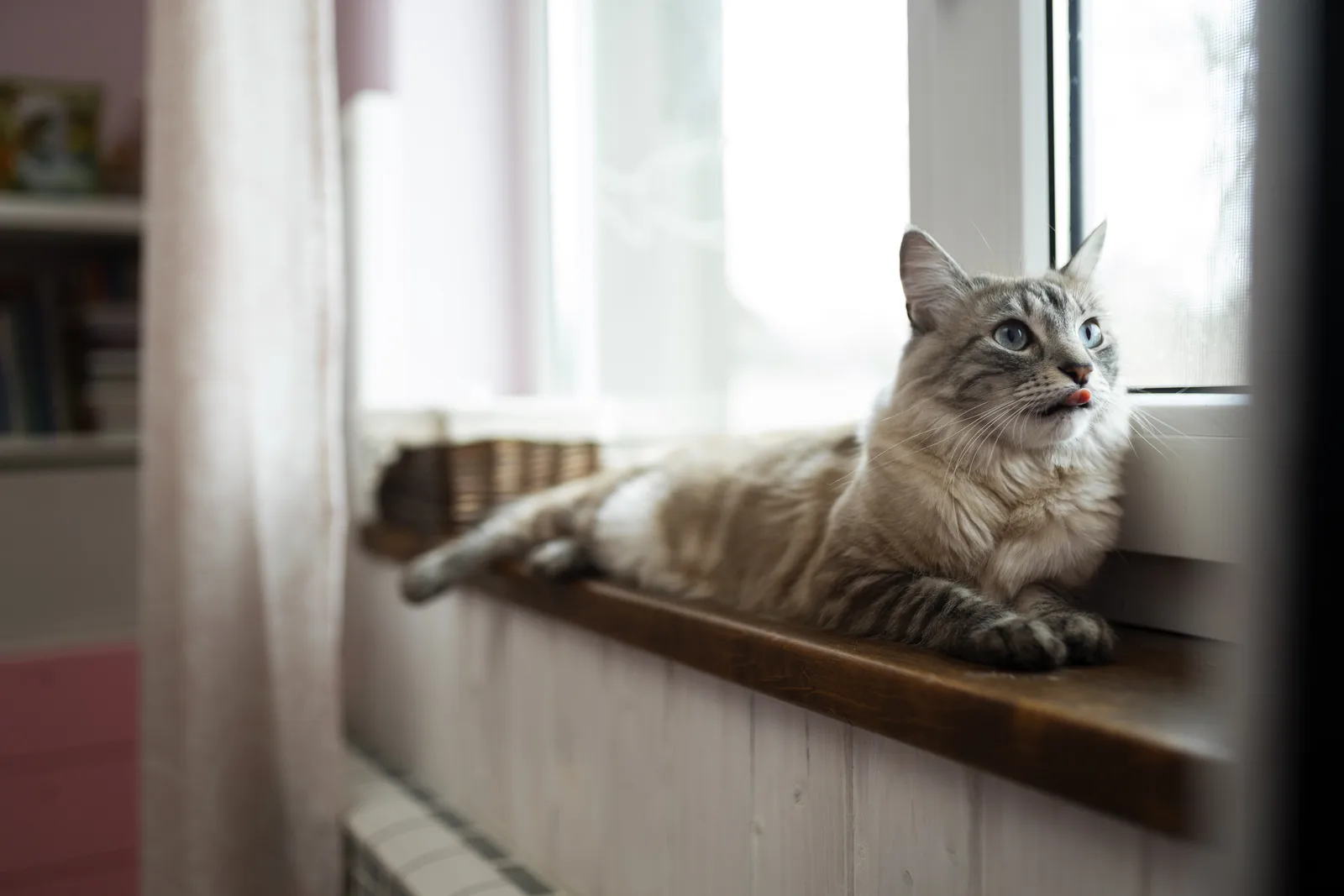 Lei prevê custódia compartilhada de cães e gatos após separação
