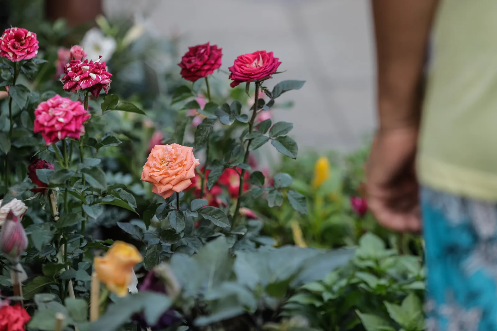 Primavera começa na terça-feira, mas mudanças no tempo serão graduais