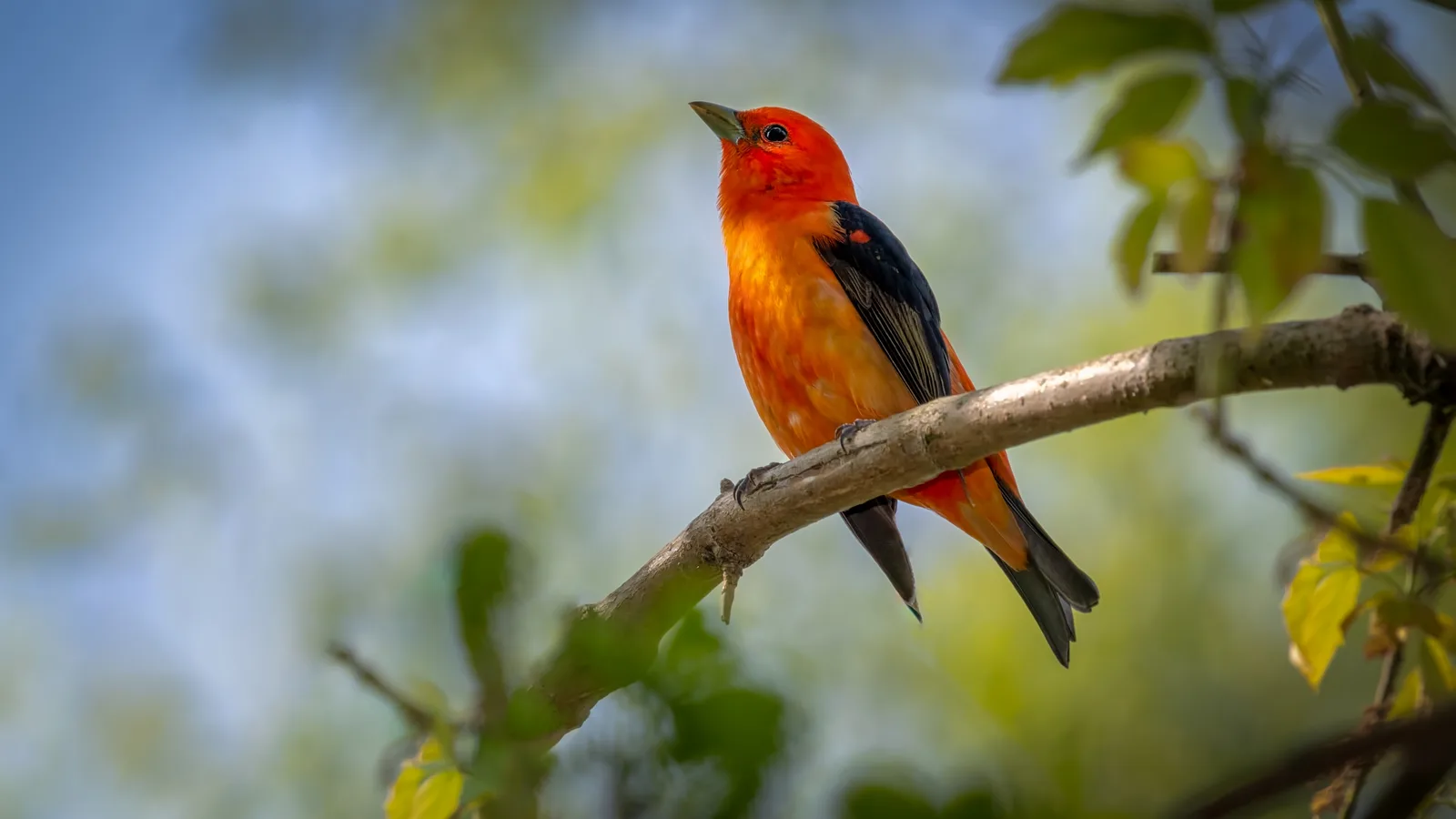 Estudo aponta o melro-preto-eurasiático como dono do canto mais bonito