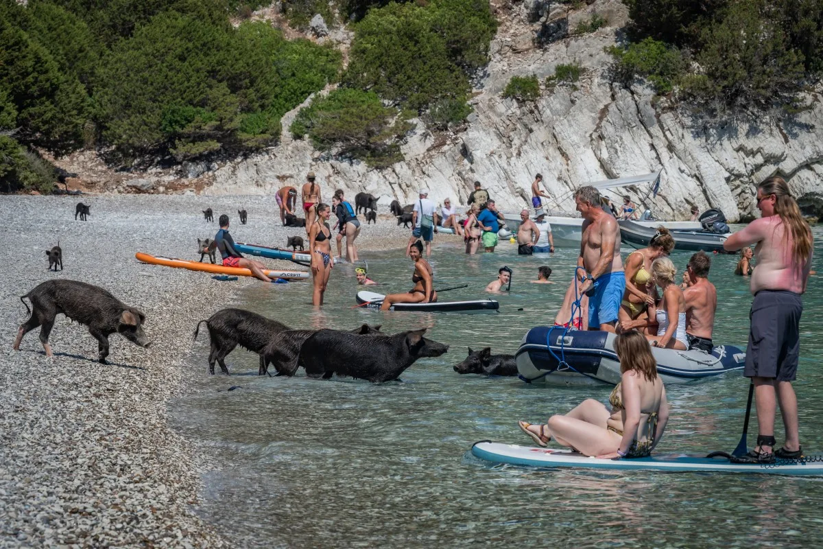 Ilha grega ganha fama com porcos pretos que nadam no Mar Jônico