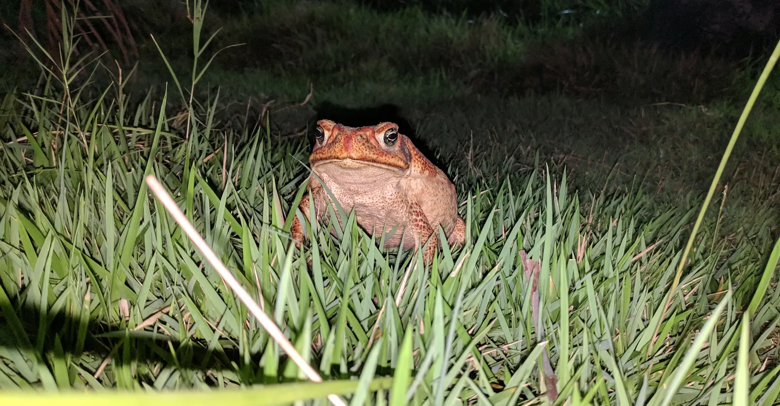 Sapos ajudam a controlar insetos e mantêm o equilíbrio dos ecossistemas