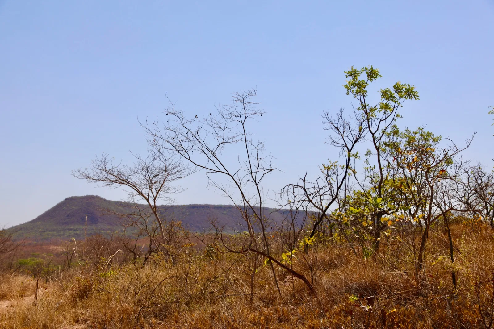 Bahia tem menor área anual sob alertas de desmatamento