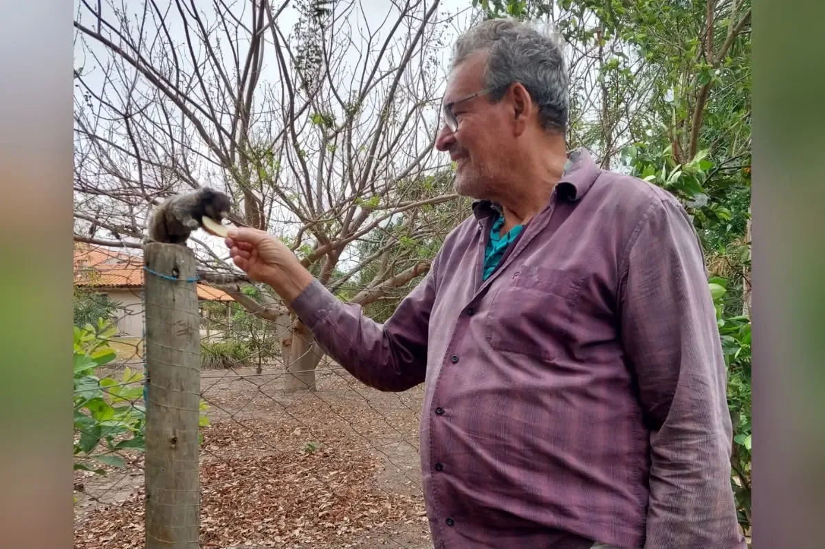 Saguis retornam à chácara em Goiás para receber frutas durante a estiagem