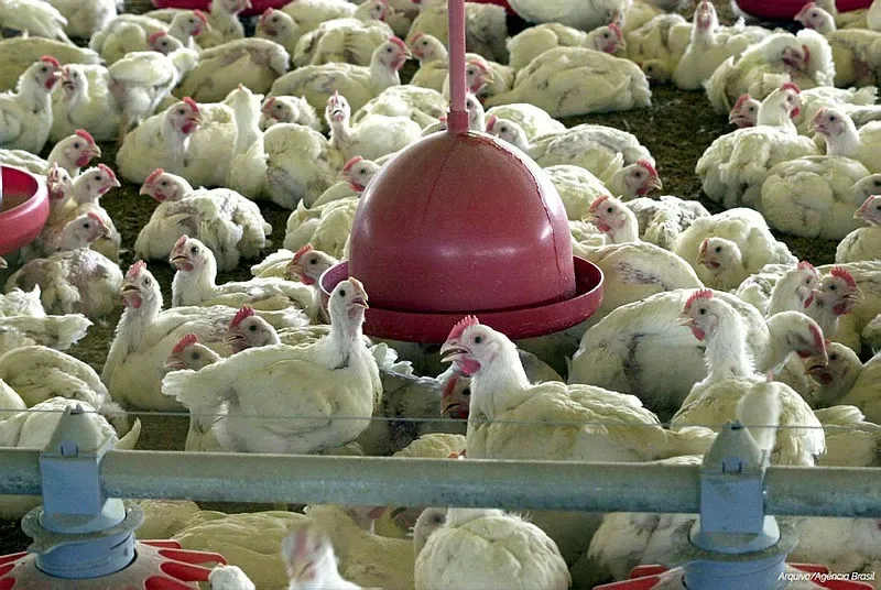 Bahia mantém emergência por circulação de H5N1 em aves silvestres