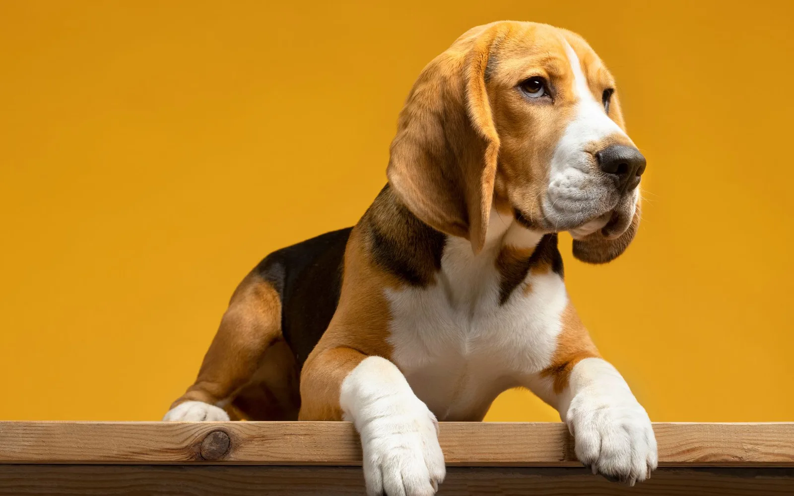 Cães editados geneticamente nascem sem proteína ligada à alergia