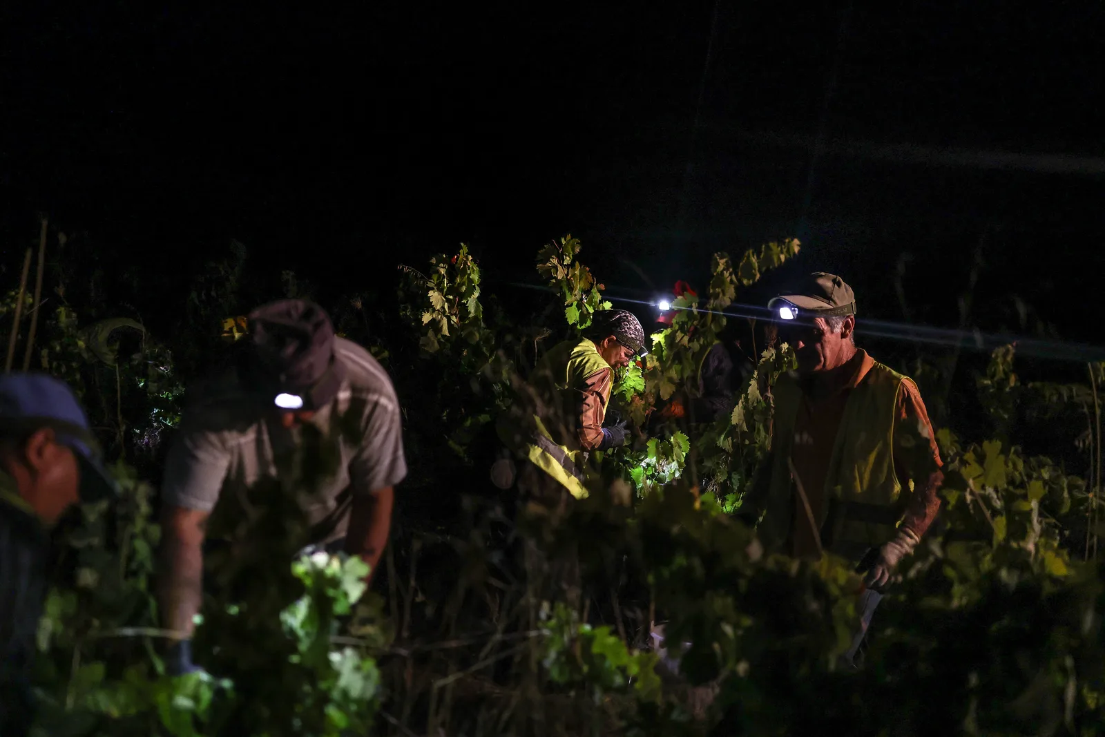 Herdade das Servas faz colheita noturna de uvas em Estremoz