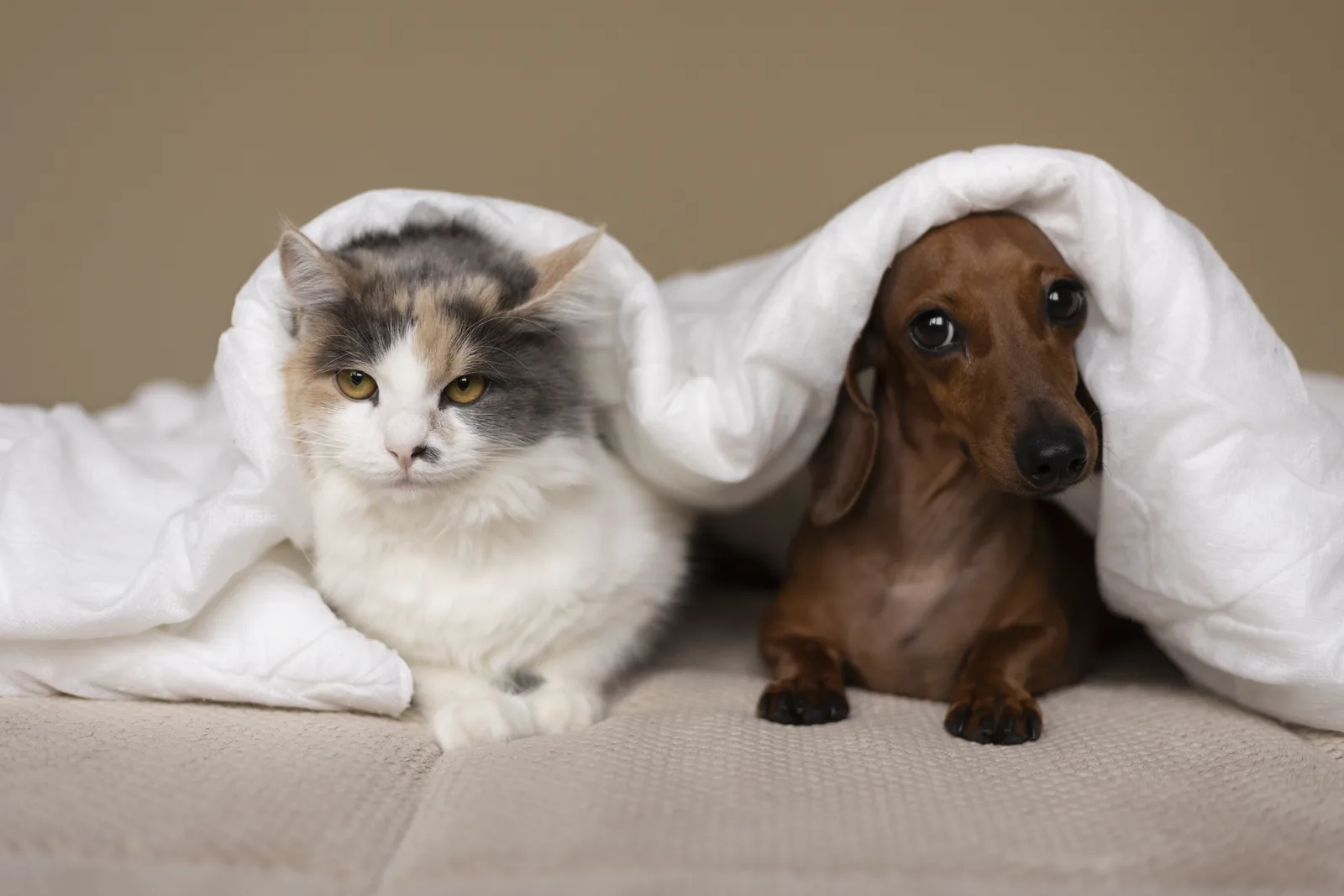 Projeto prevê redução de impostos sobre alimentos para cães e gatos