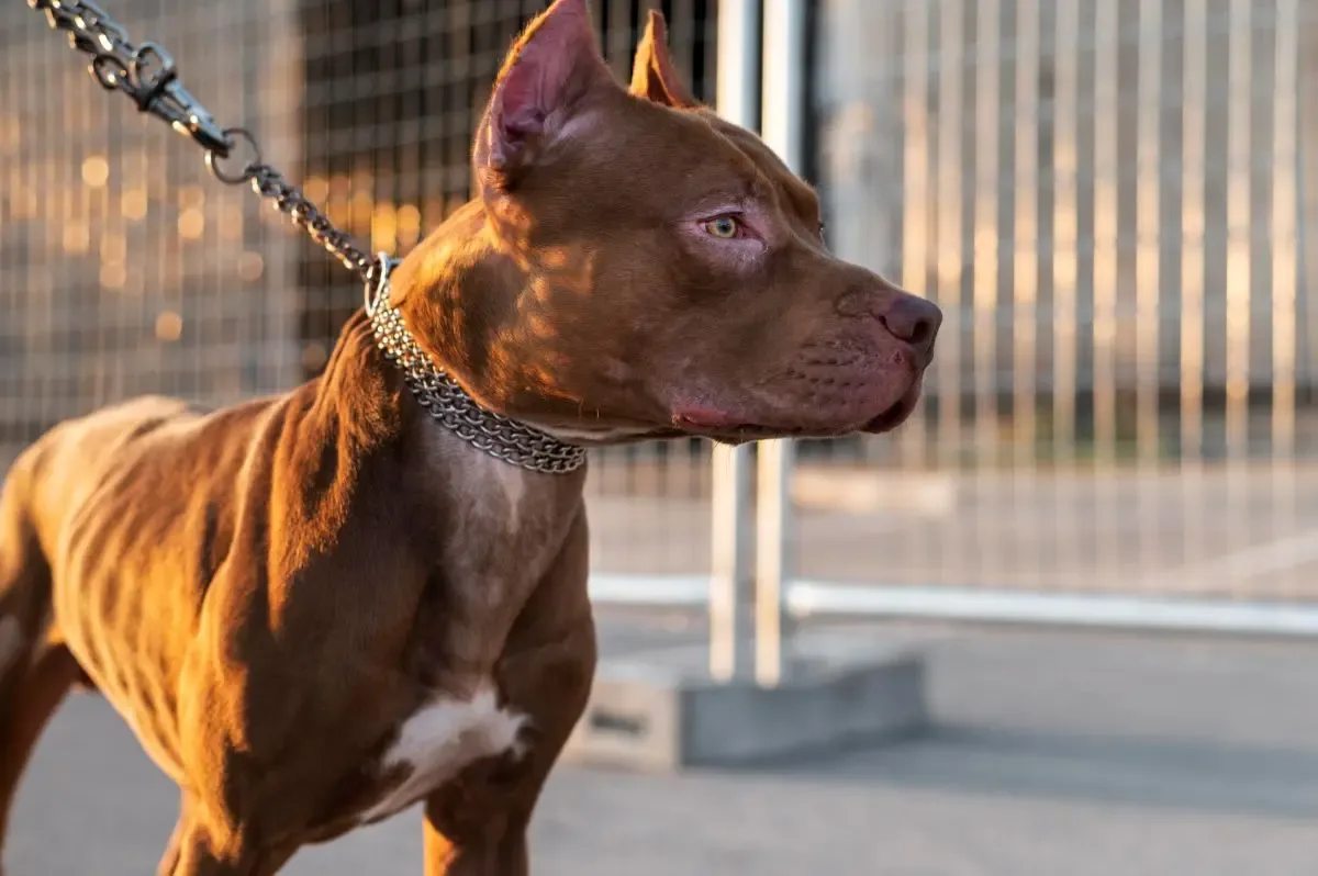 Família fica dentro de carro após pit bull atacar mulher em Mineiros